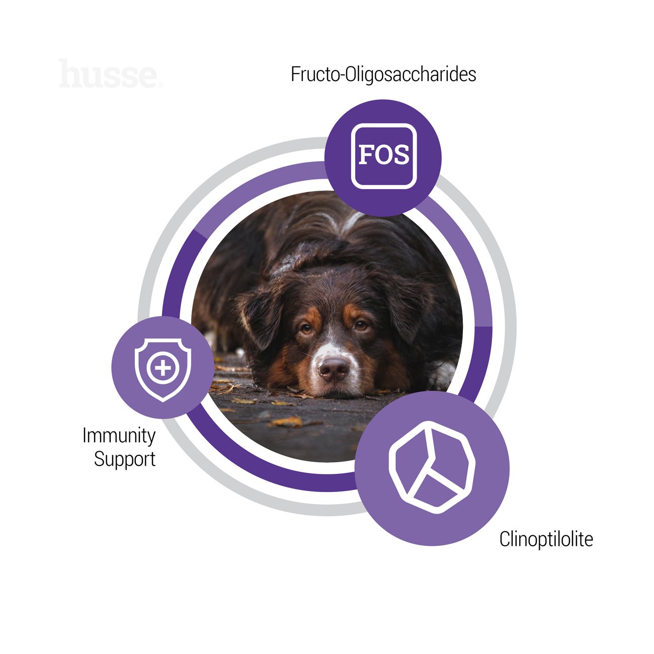 Senior, 12 kg | Nutrição completa com teor calórico adaptado para manter cães sénior em forma