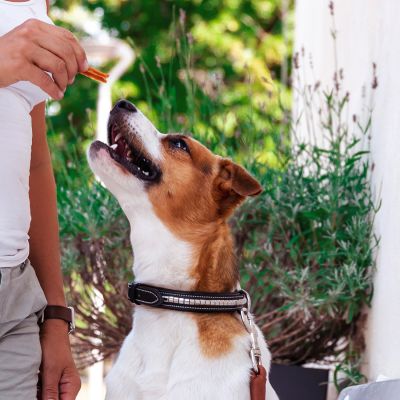 Kycklingfilé | Frango