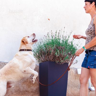 Kycklingfilé | Frango